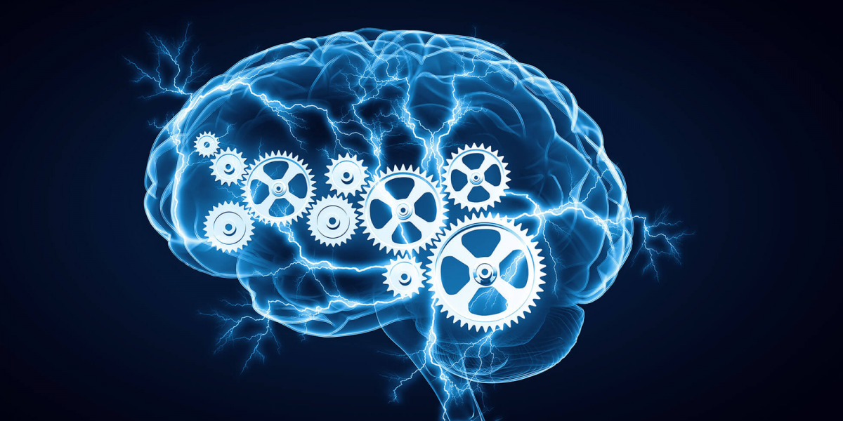 Human Brain